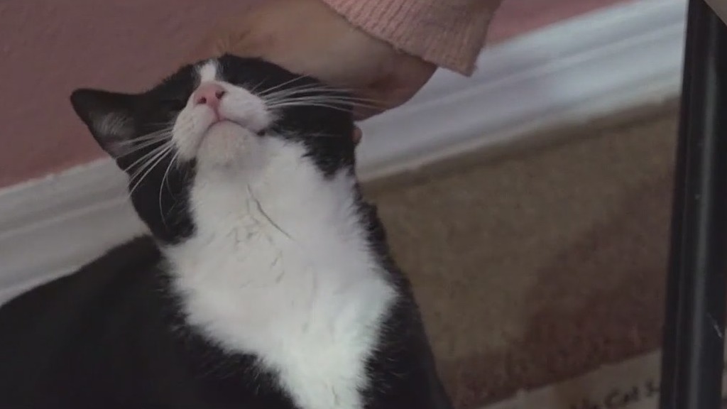 Cat shelter in need of help after owner has stroke
